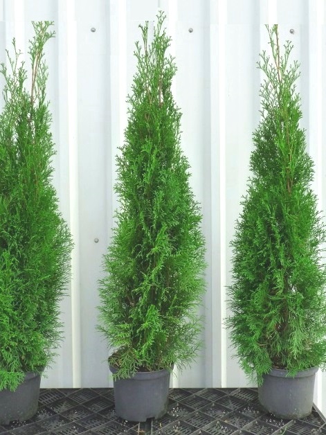 Thuja Smaragd 100-120cm