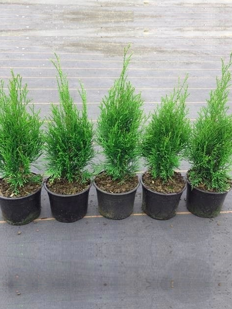Thuja Smaragd 20-40cm