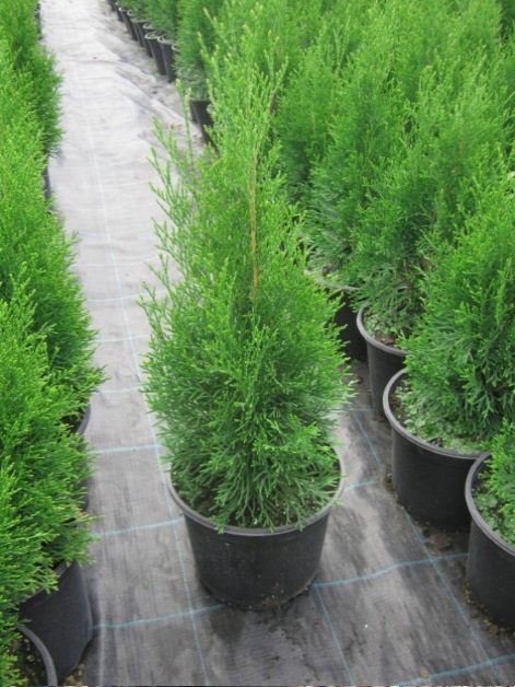 Thuja Smaragd 40-60cm