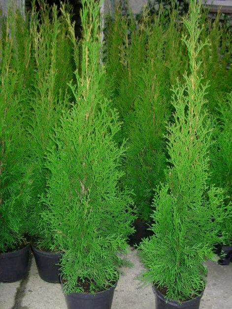 Thuja Smaragd 60-80cm
